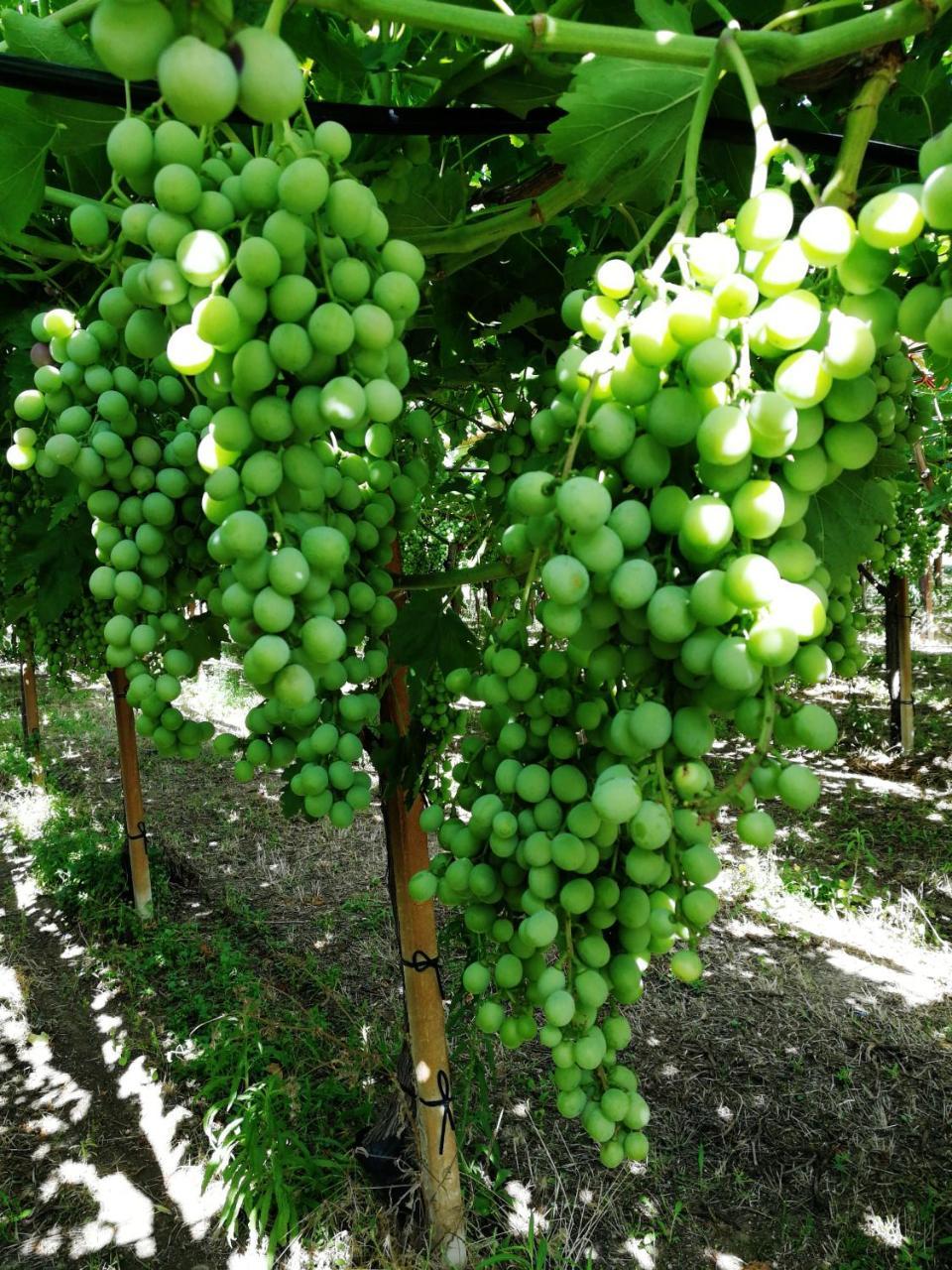 Masseria Marico 卡斯泰拉内塔 外观 照片